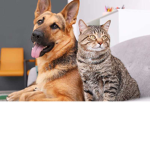 Dog & Cat Luvers