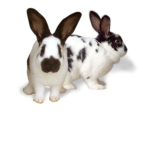 Rabbit world