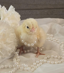 ~Lilchickenz~