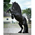 horse for life!