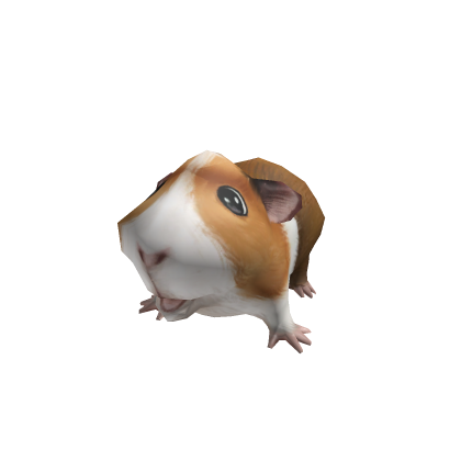 Porco da India