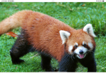 Love red panda