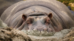 the hippos strike back