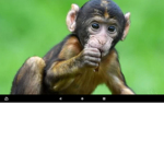 Monkey Gang / pet simulator x