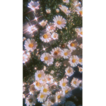 blxeexsxiesXx