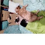Doggy squad. 1