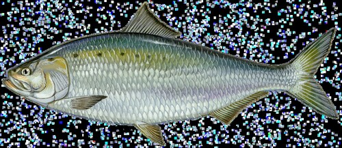 THE FISH