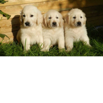blah blah Dog team