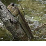 Tree Fish Army