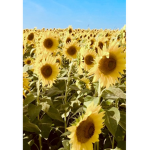 Sunflower bears!