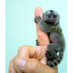 Aesthetic Monkey's