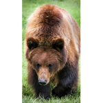 This is the bear squad join or my bears will eat u