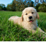 if your Favorite animal is a dog or a cat join!!!