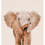 The Elephants !