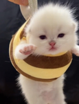 ##### ### meow meow yay