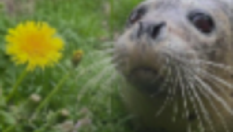 Silly Simulator (Testing) screenshot 3