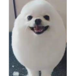 PRAY TO EGG DOG OR DIE