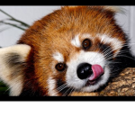 Mt Red Pandas