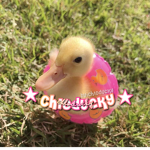 - chlos ducks -