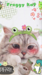 Frogy kat