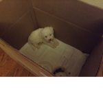my cute ###### puppy club