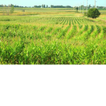 The corn maze :)