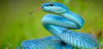 Spice snake dodo