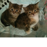 The hole cats