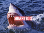 sharky boissssssss