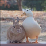 Duck and Rabbit studio Group Thumbnail