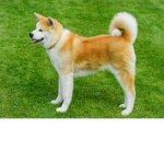 greek dogies