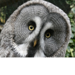 Owl's Fan Group