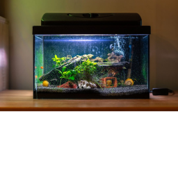 the fishy village