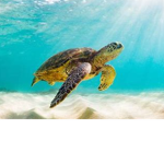 save the_turtles