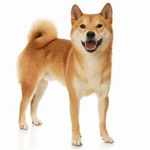 Henlo fren