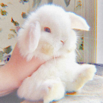 Bunny™