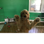 Cute lil dogs