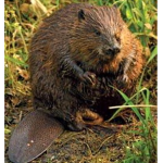Beaver creek militia