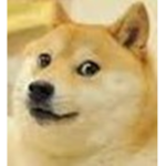 Doge +