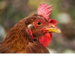 Chicken Obby