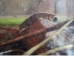 Do you like caterpillars