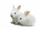*~bunny squad<3~*