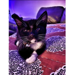 My cat Carlos group