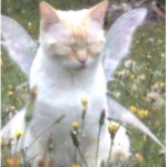 ..>> kitty <<..