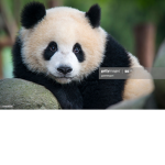 cooppoo1