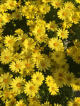 Yellow Daisy Fam
