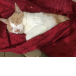 Cat clann