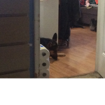 OFFICER DOGGY FAN CLUB
