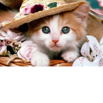 Kitty cat’s!