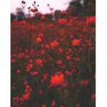 Flowers people!!!!
